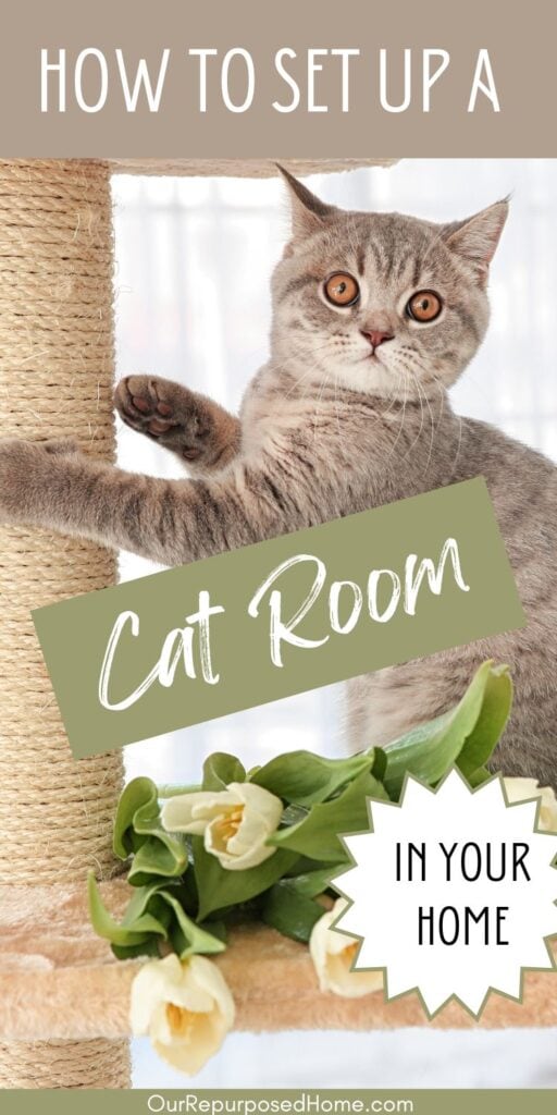 cat room ideas with a cat scratching a post