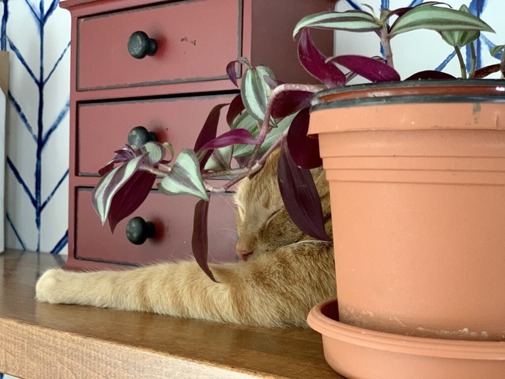cat on a shelf behind a plant