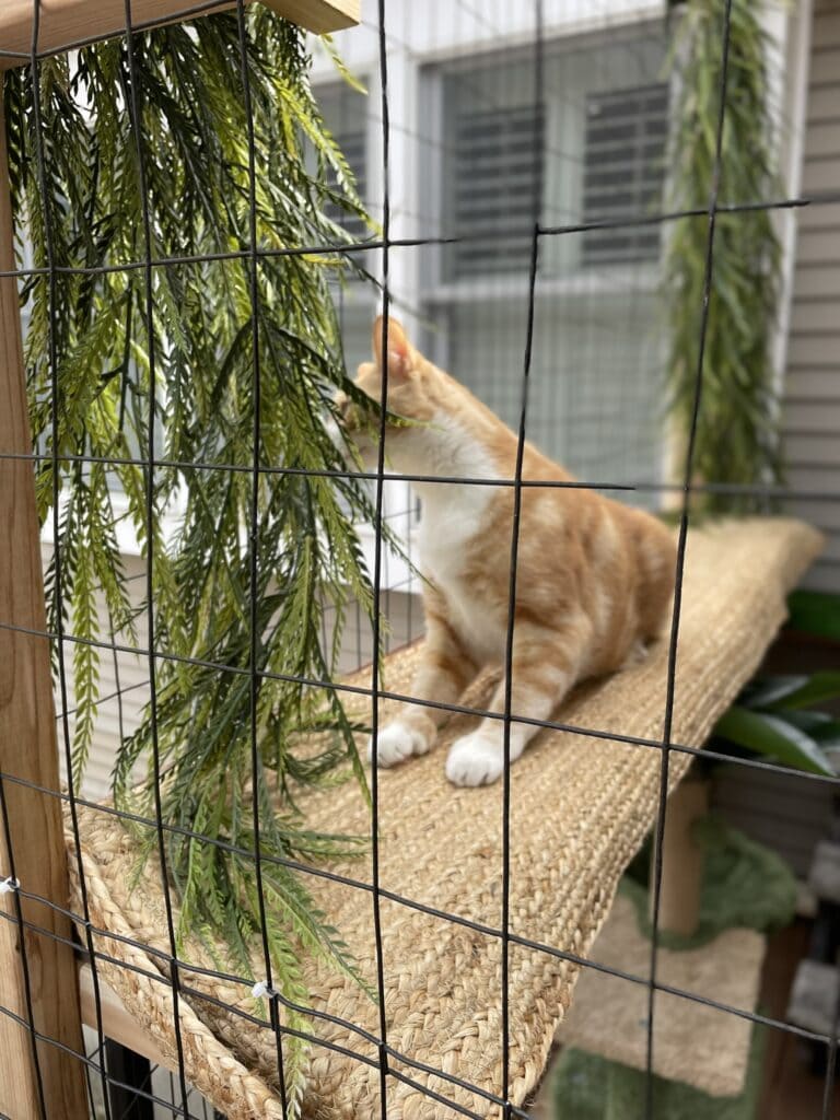 cat in catio with green vines