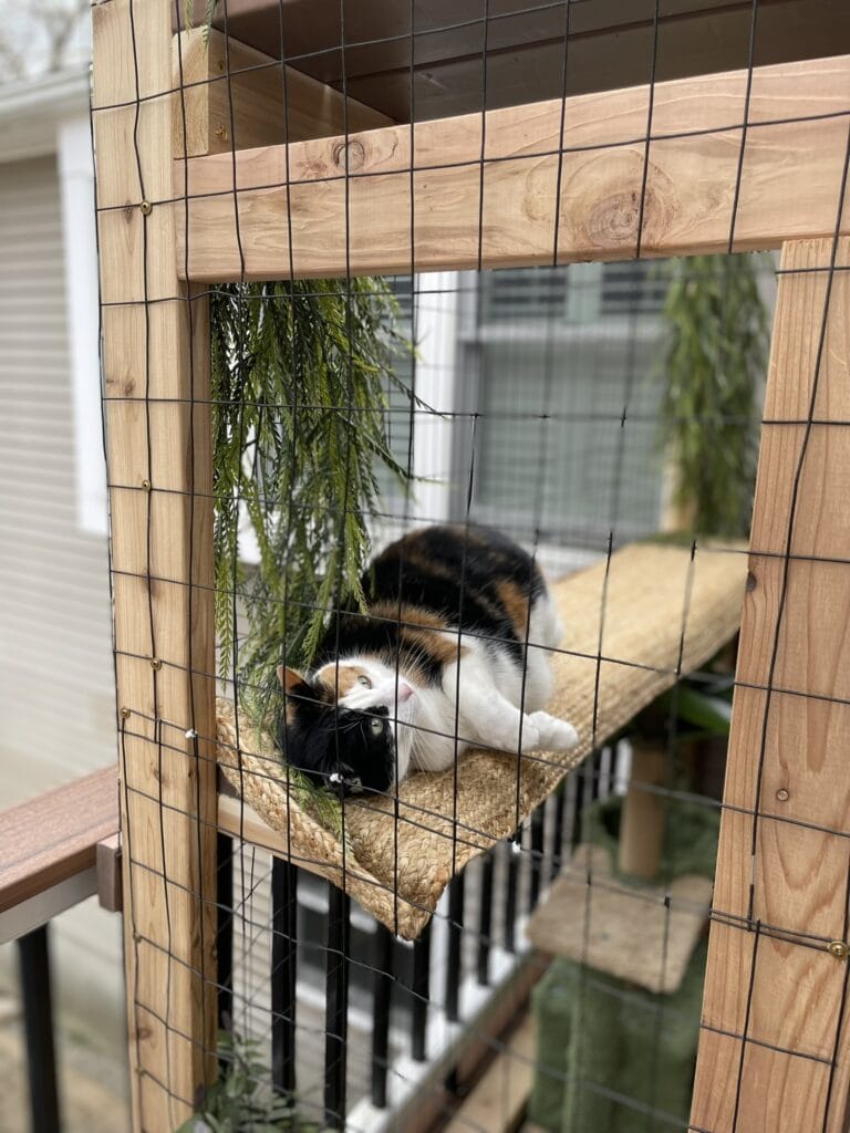 cat lounging in a catio