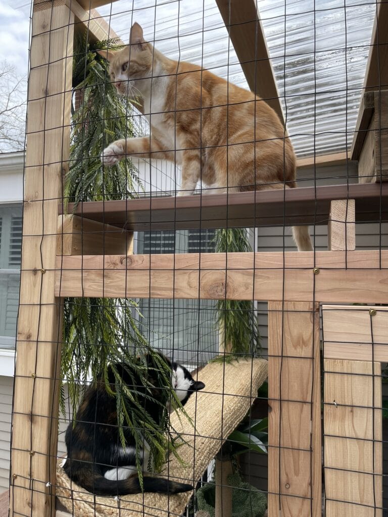 2 cats inside a catio