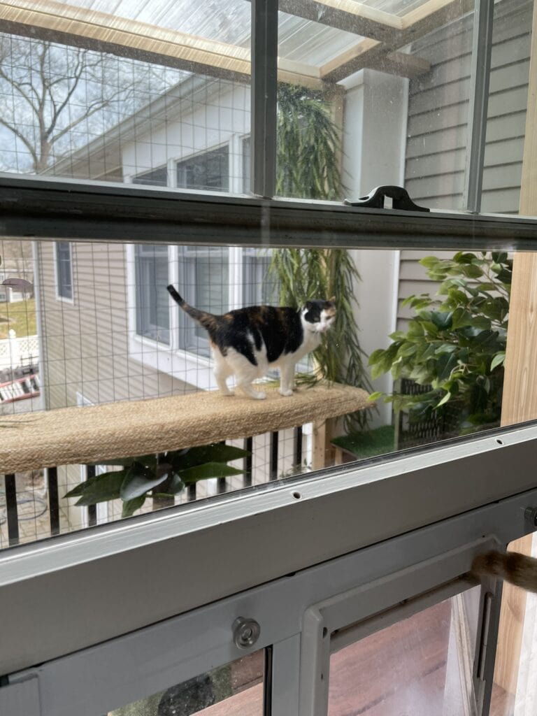 cat outside window inside a catio