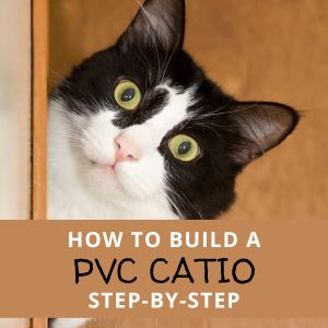 black and white cat peaking around a corner in a catio