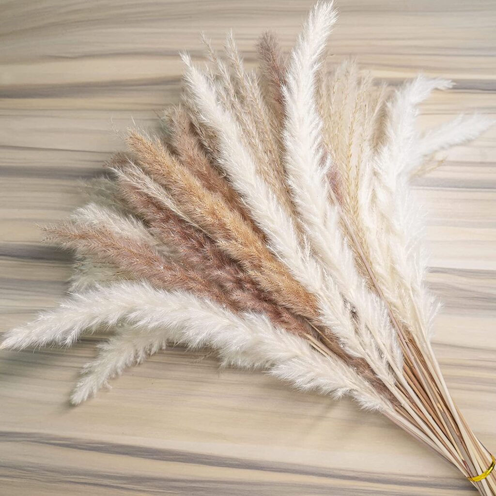 pampas grass