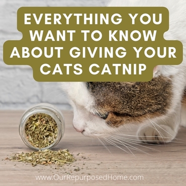 EVERYTHING YOU NEED TO KNOW ABOUT GIVING YOUR CATS CATNIP